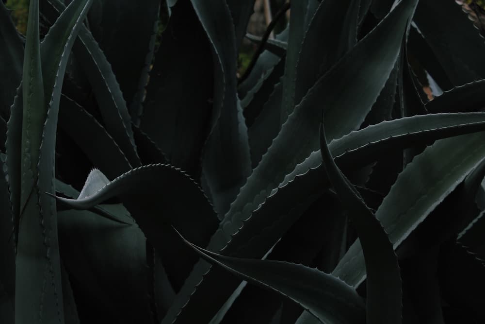 Aloe Vera: The Soothing Botanical