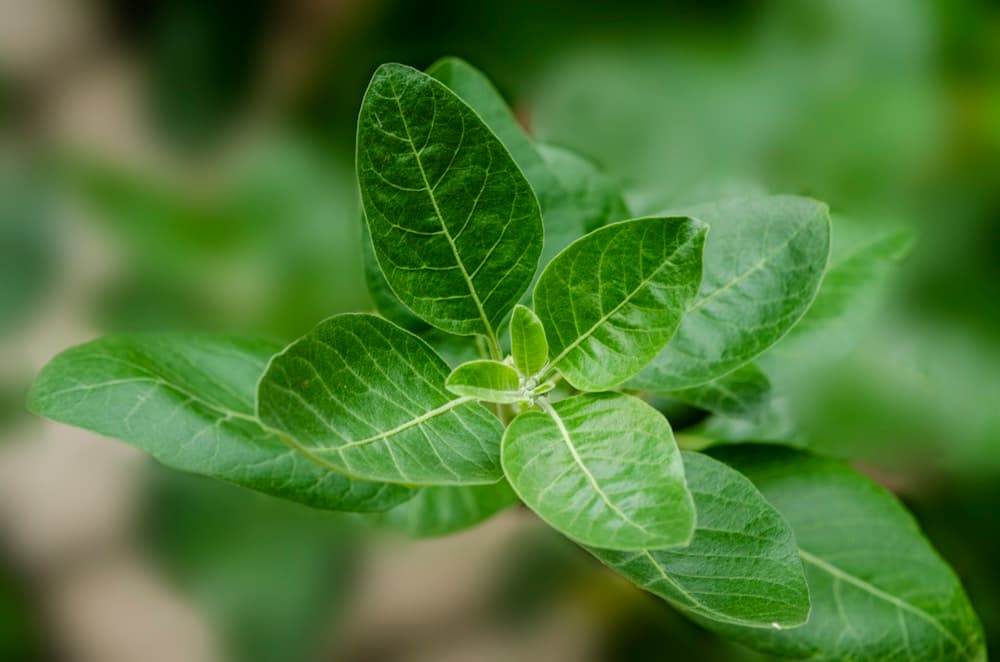 Ashwagandha: The Adaptogen Herb