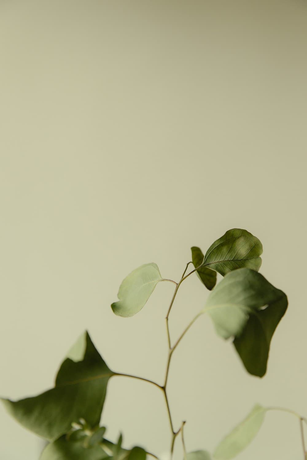 Eucalyptus: The Purifying Leaf