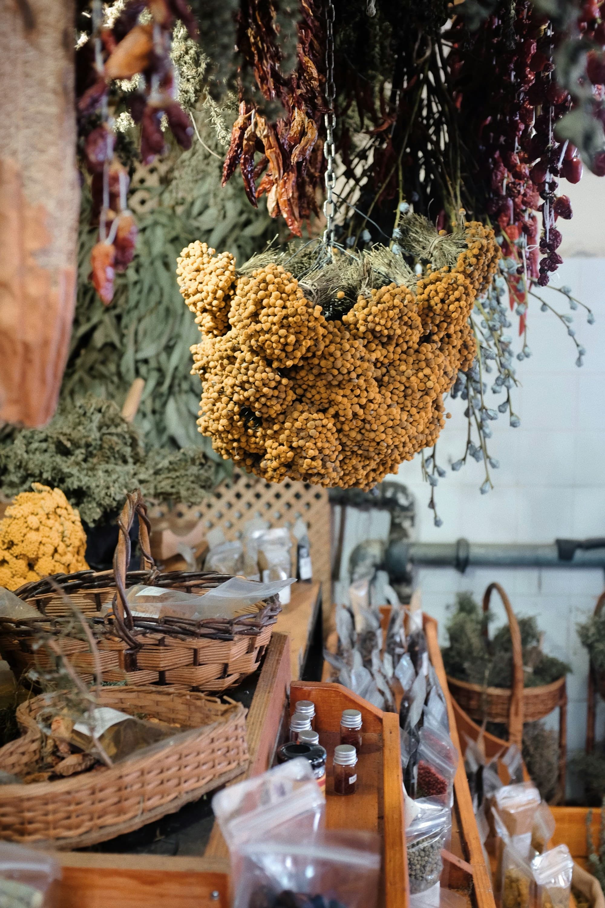 Bundles of dried botanicals hanging at a market stall